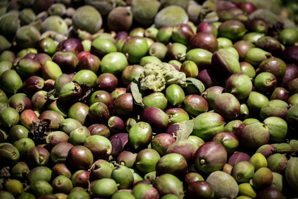 Close-up of a vibrant mix of freshly harvested olives, showcasing their rich colors and textures.